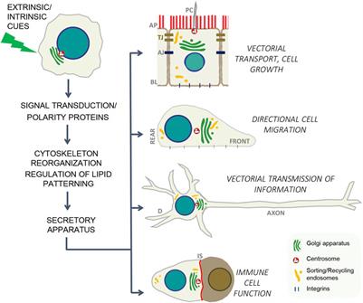 Editorial: Cell polarity: Trafficking and regulatory events that determine cell asymmetry